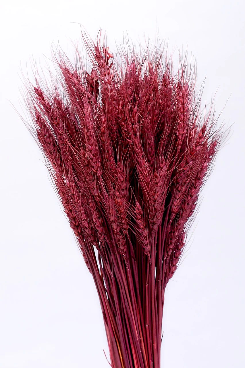 WHEATGRASS-BURGANDRY COLOUR